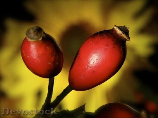 Devostock Rose Hip Fruit Autumn