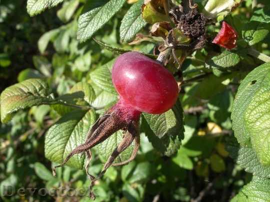 Devostock Rose Hip Fruit Berry