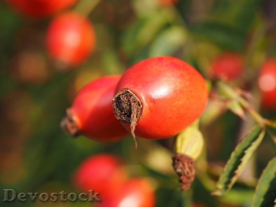 Devostock Rose Hip Fruit Red 2