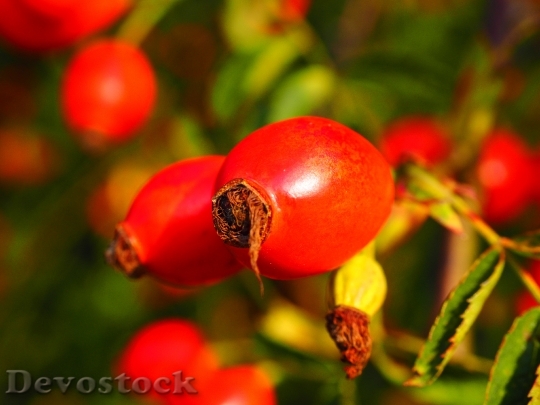 Devostock Rose Hip Fruit Red 3