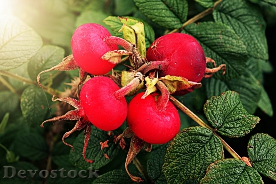 Devostock Rose Hip Vitamin Plant