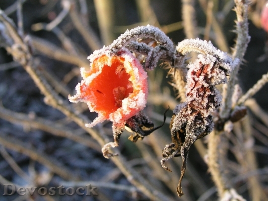 Devostock Rose Hips Frost Winter