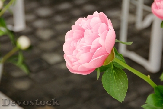 Devostock Rose Open Rose English