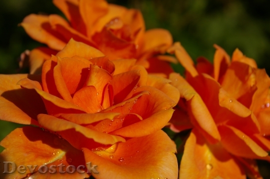 Devostock Rose Orange Rose Scented 0