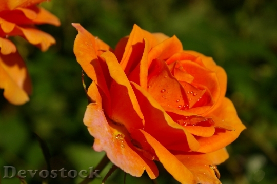 Devostock Rose Orange Rose Scented 1