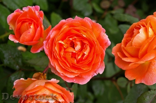 Devostock Rose Orange Rose Scented