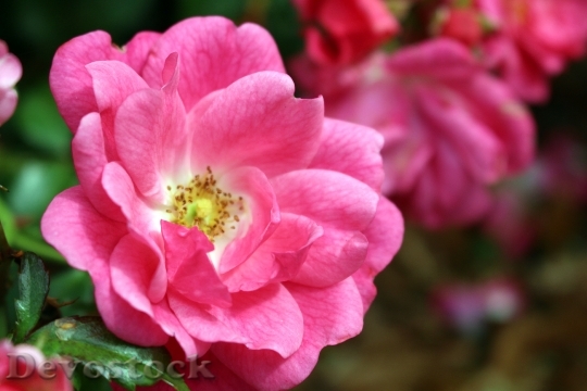 Devostock Rose Pink Blossom Bloom 17