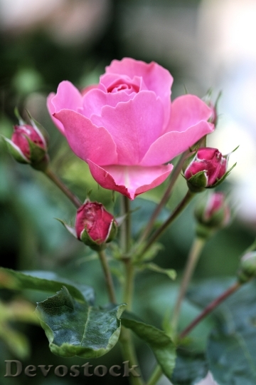 Devostock Rose Pink Blossom Bloom 23