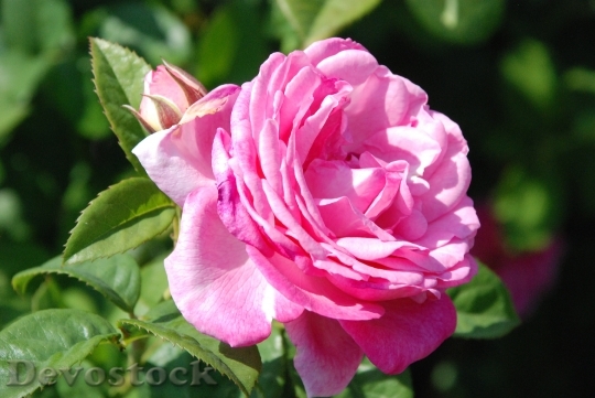 Devostock Rose Pink Flower Blossom 9