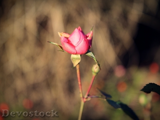 Devostock Rose Pink Flower Garden 5