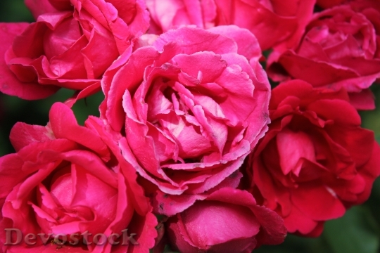 Devostock Rose Pink Flowers Nature