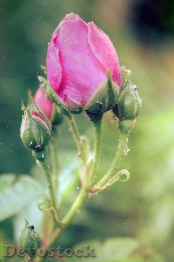 Devostock Rose Pink Garden Blossom
