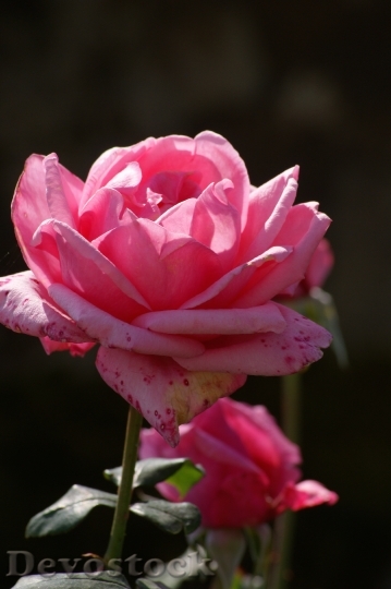 Devostock Rose Pink Rose Family