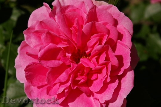Devostock Rose Pink Rose Scented 10