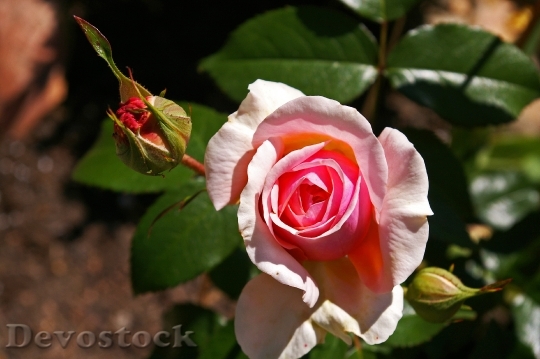 Devostock Rose Pink Rose Scented 11