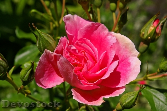 Devostock Rose Pink Rose Scented 12