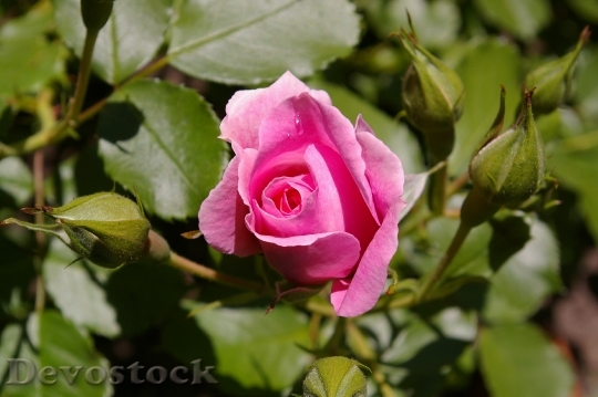 Devostock Rose Pink Rose Scented 13