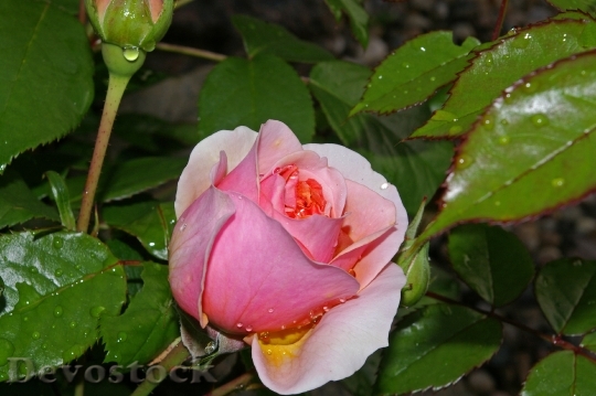 Devostock Rose Pink Rose Scented 3