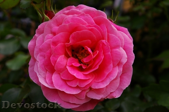 Devostock Rose Pink Rose Scented 4