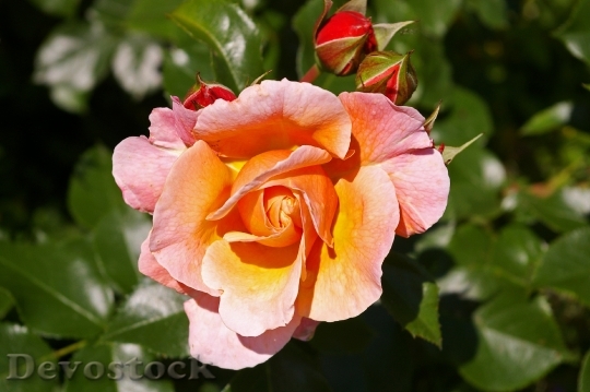 Devostock Rose Pink Rose Scented 5