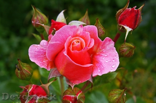 Devostock Rose Pink Rose Scented 6