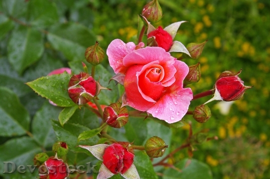Devostock Rose Pink Rose Scented 7