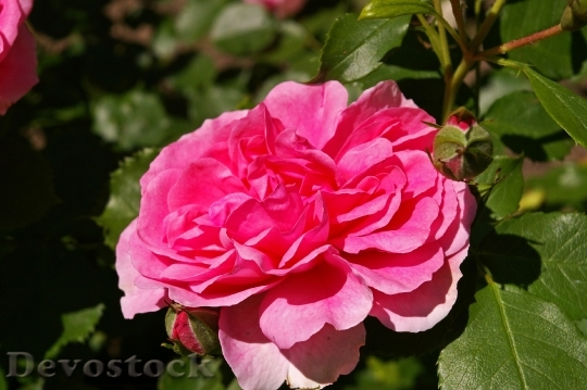 Devostock Rose Pink Rose Scented 8