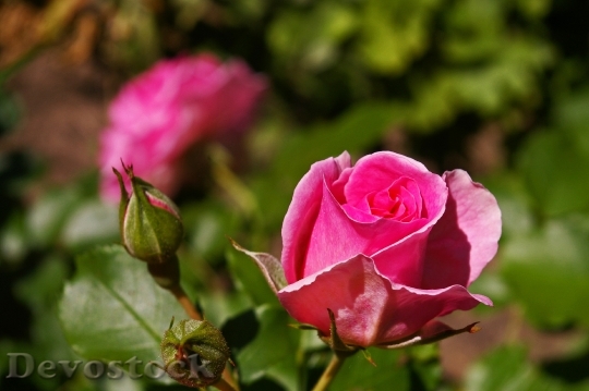 Devostock Rose Pink Rose Scented 9