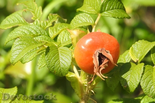 Devostock Rose Potato Rose Fruit