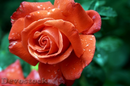 Devostock Rose Red Blossom Bloom 8
