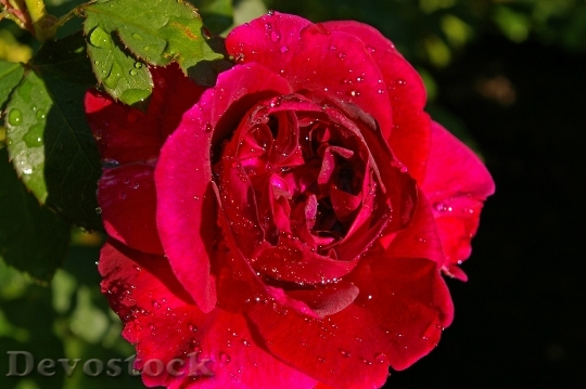 Devostock Rose Red Rose Scented 3