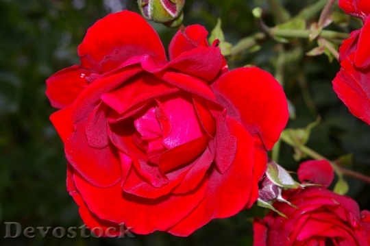Devostock Rose Red Rose Scented