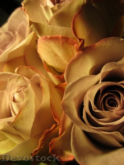 Devostock Rose Rose Bloom Flower