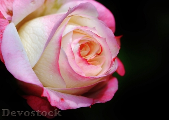 Devostock Rose Rose Bloom Flowers 8