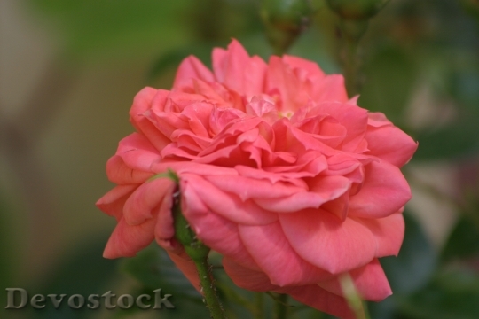 Devostock Rose Rose De Resht