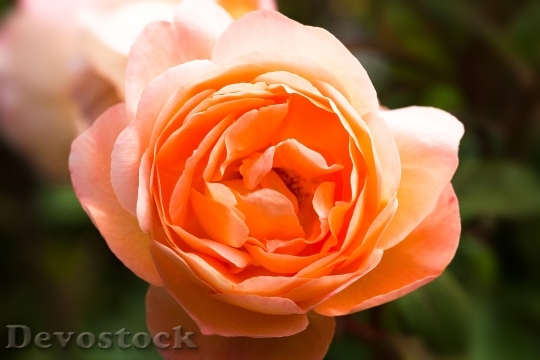 Devostock Rose Rose Family Rosaceae 2