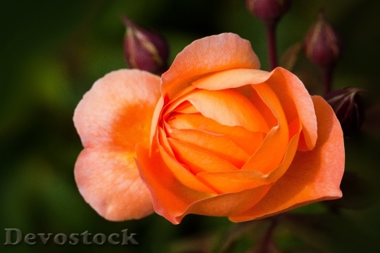 Devostock Rose Rose Family Rosaceae