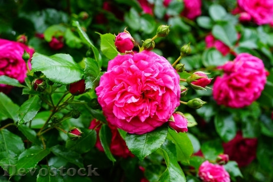 Devostock Rose Rosebush Rose Bloom