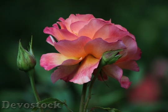 Devostock Rose Roses Rose Bloom 0