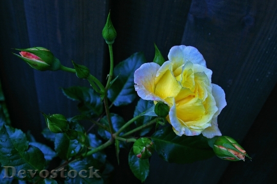 Devostock Rose Tender Flower Bed