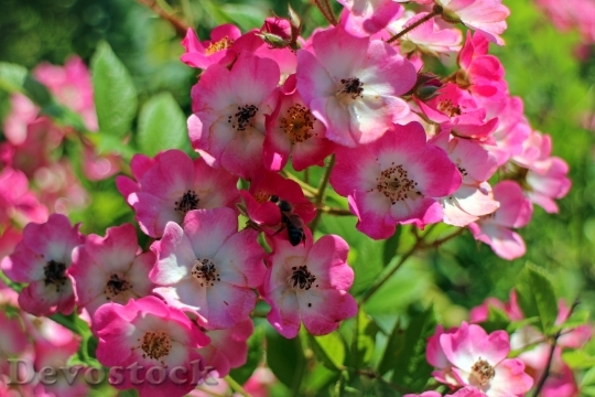 Devostock Rose Wild Rose Blossom