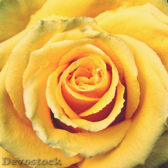 Devostock Rose Yellow Rose Yellow