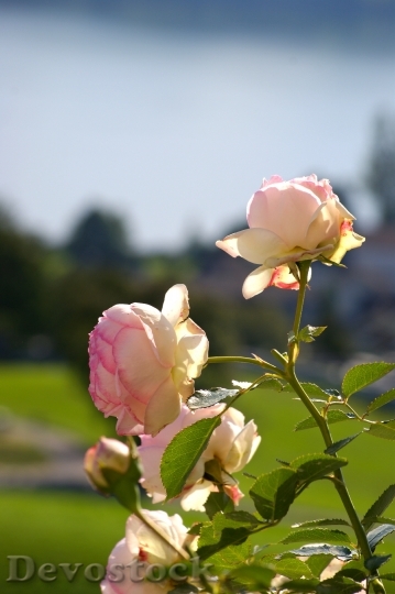 Devostock Rosebush Roses Flowers Beauty
