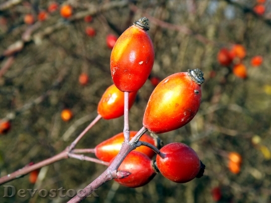 Devostock Rosehip Fruit Red 1109015
