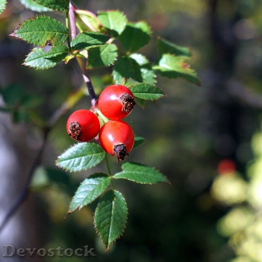 Devostock Rosehip Red Berries Nature