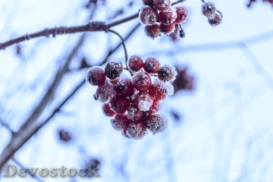 Devostock Rosehips Garden Frost Fruit