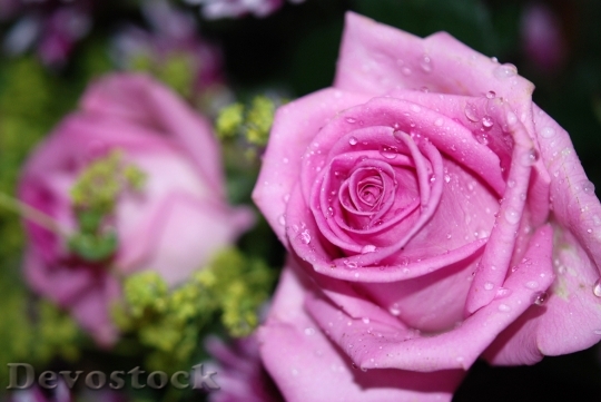 Devostock Roses Flower Pink Rose
