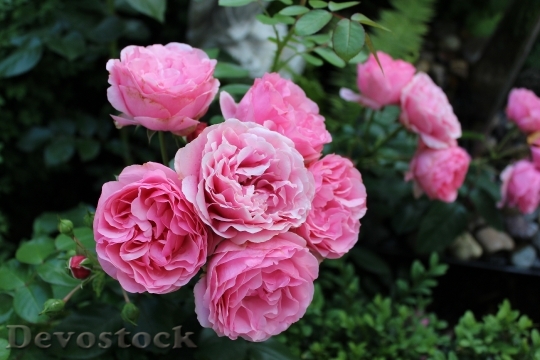 Devostock Roses Garden Blossom Bloom