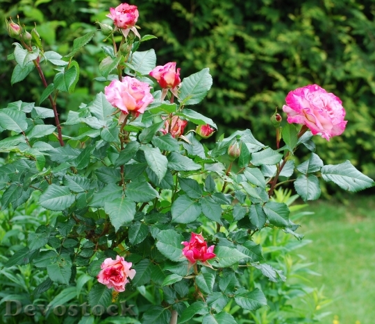 Devostock Roses Garden Rose Family