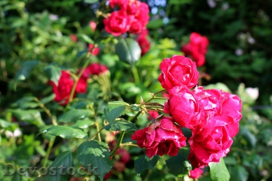 Devostock Roses Pink Blossom Bloom 1